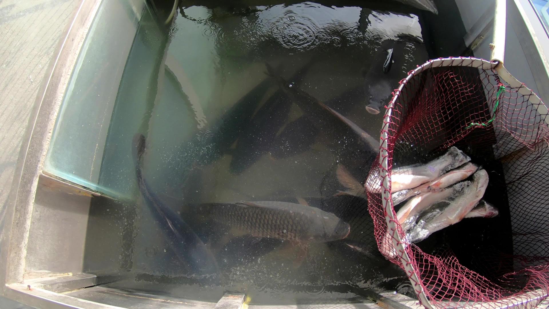 水箱上网的新鲜鱼起重机镜头准备在餐厅吊起视频的预览图