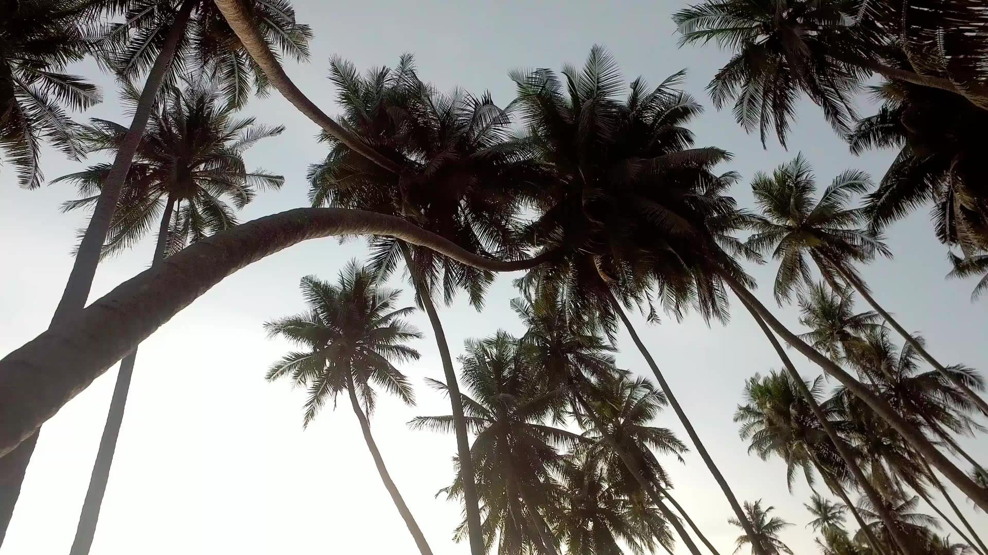 农场椰子种植场视频的预览图