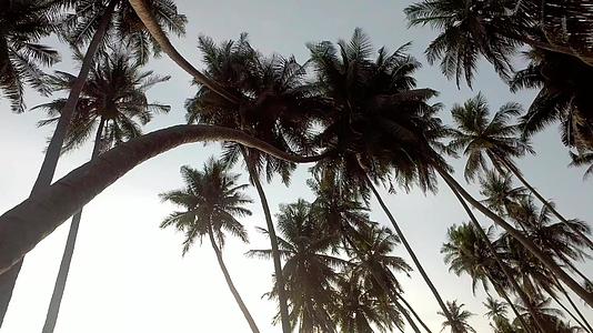 农场椰子种植场视频的预览图