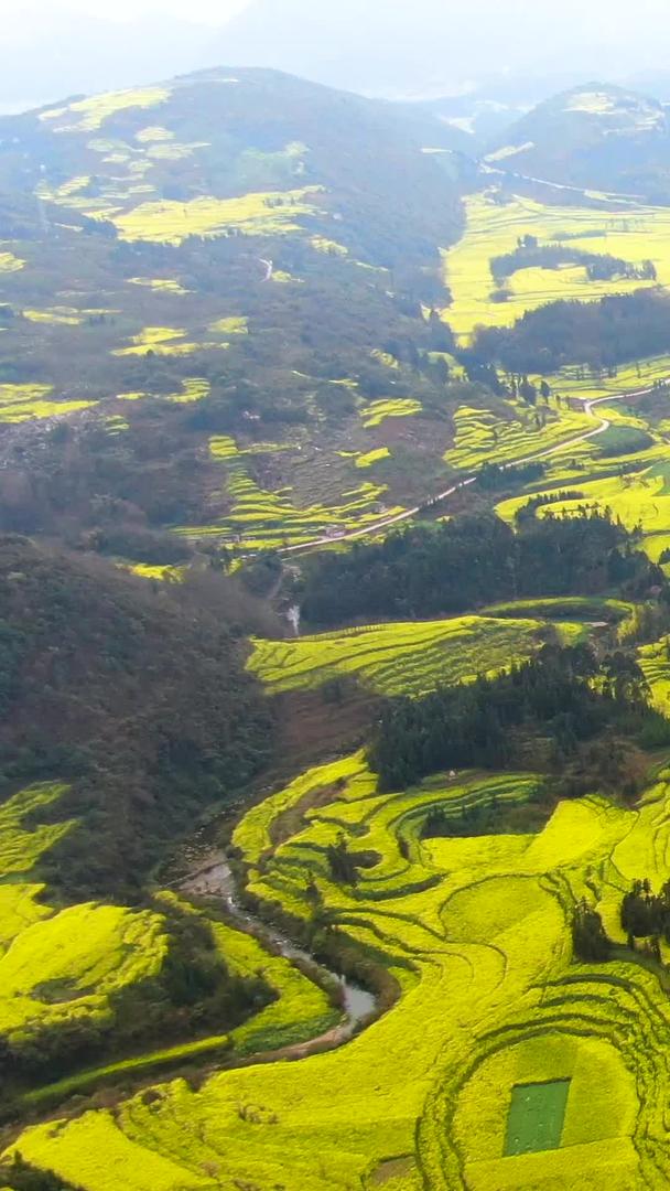 云南曲靖壮观的航拍油菜花梯田和村庄视频视频的预览图