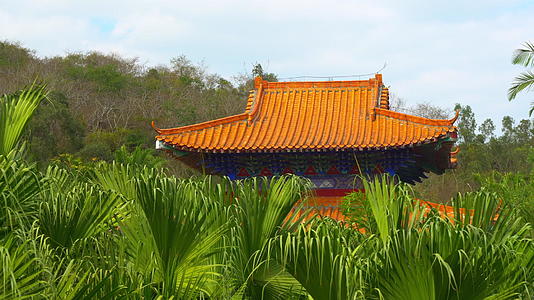 传统建筑被棕榈植物包围视频的预览图