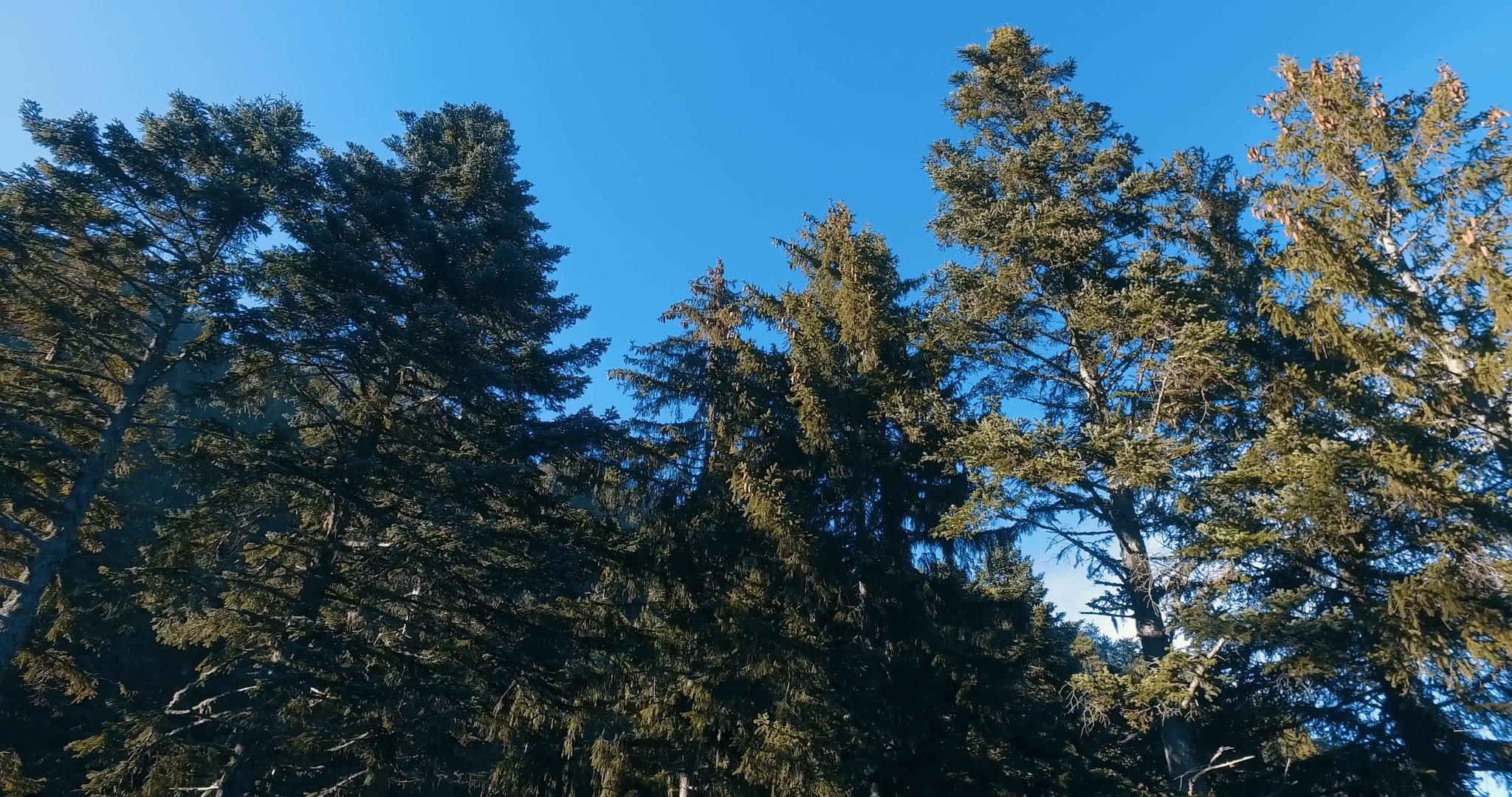 可自由驾驶的卡borio汽车在茂密的森林中向松树移动视频的预览图