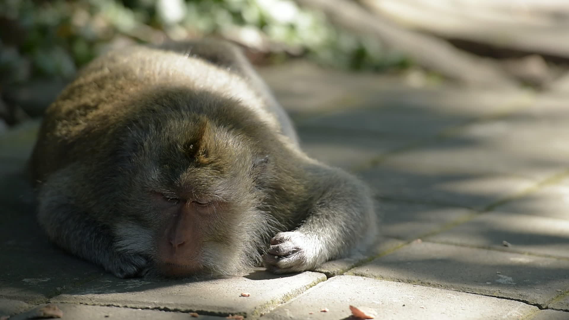在森林的阳光下睡觉关闭和放大猴子森林乌布德巴利因多尼西亚视频的预览图