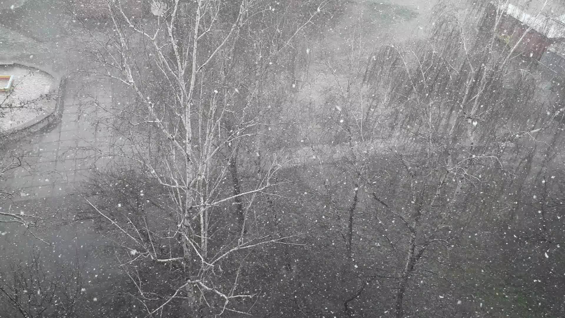 冬天院子里第一次下雪视频的预览图