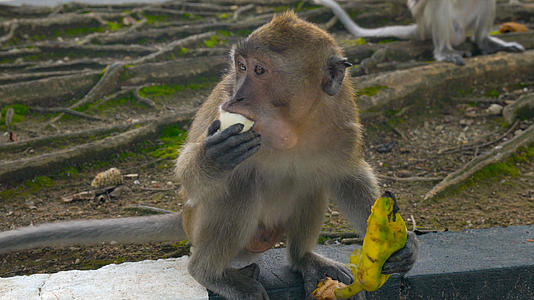泰国猴庙猴子吃香蕉合集4K视频的预览图