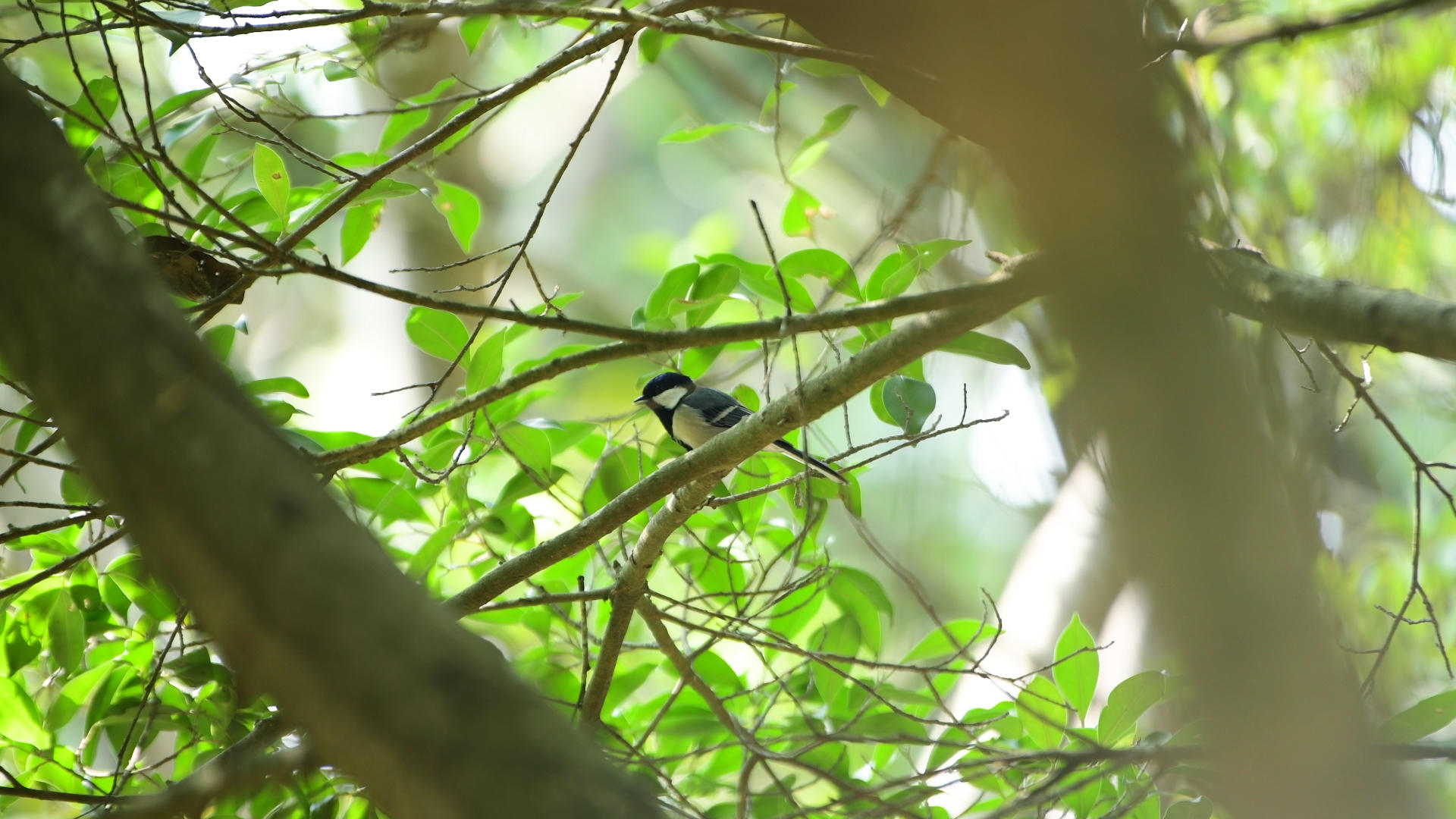 树枝上的小鸟4K视频的预览图