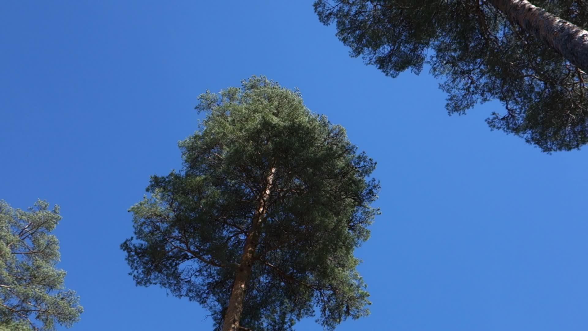 蓝天和太阳上的高树顶视频的预览图