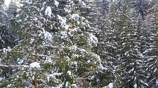 冰冻的树木和雪覆盖了常青林视频的预览图