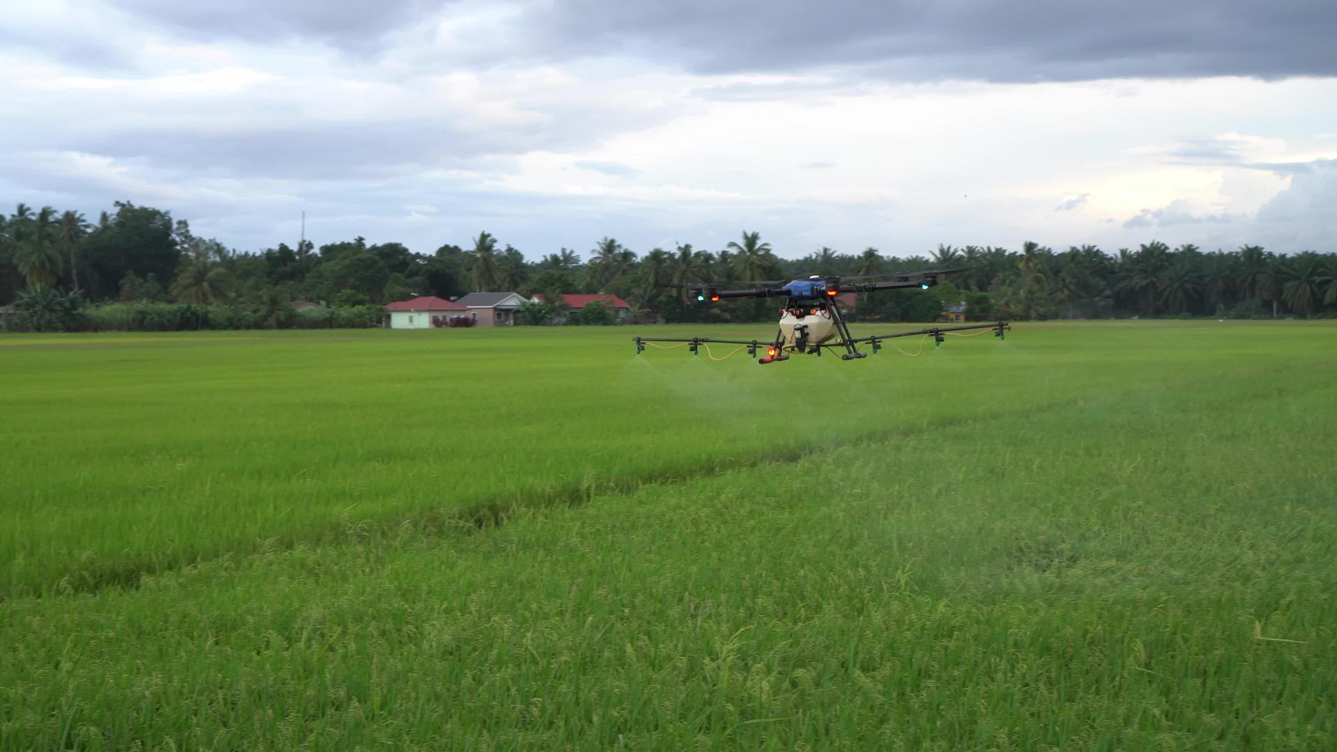 农业无人飞机在稻田上喷洒杀虫剂视频的预览图