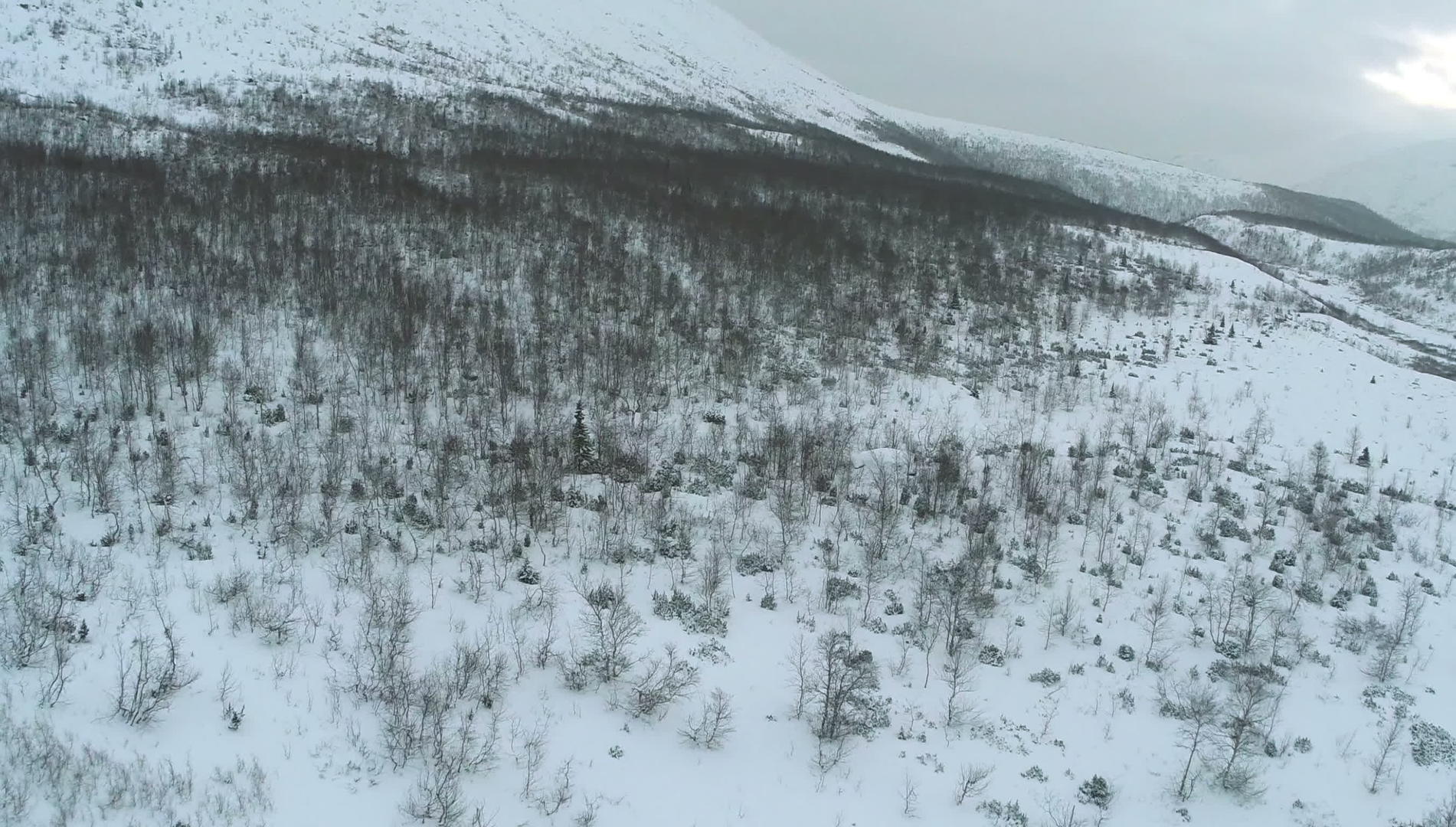 冬天空旷的山坡被空中射杀视频的预览图