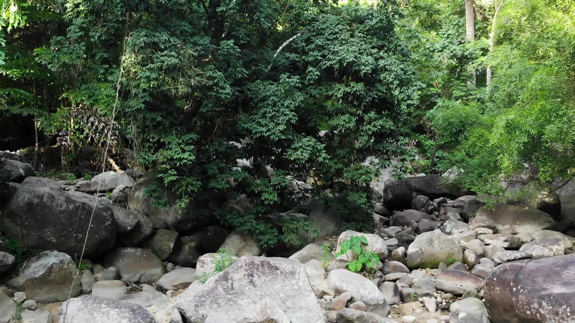 雨林和河流的神奇风景深热带森林丛林和岩石野生植被视频的预览图