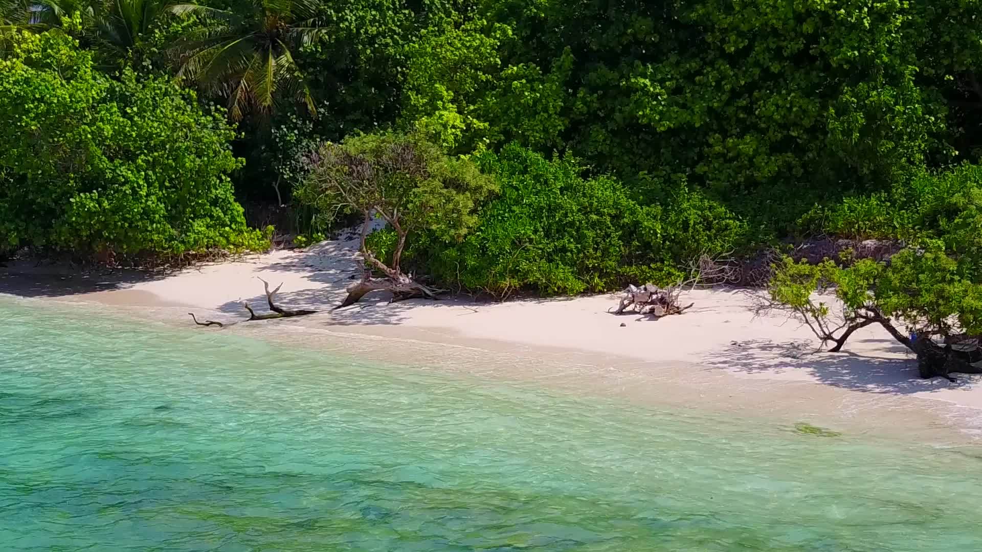 海滩野生动物以蓝水和白沙为背景无人驾驶飞机视频的预览图