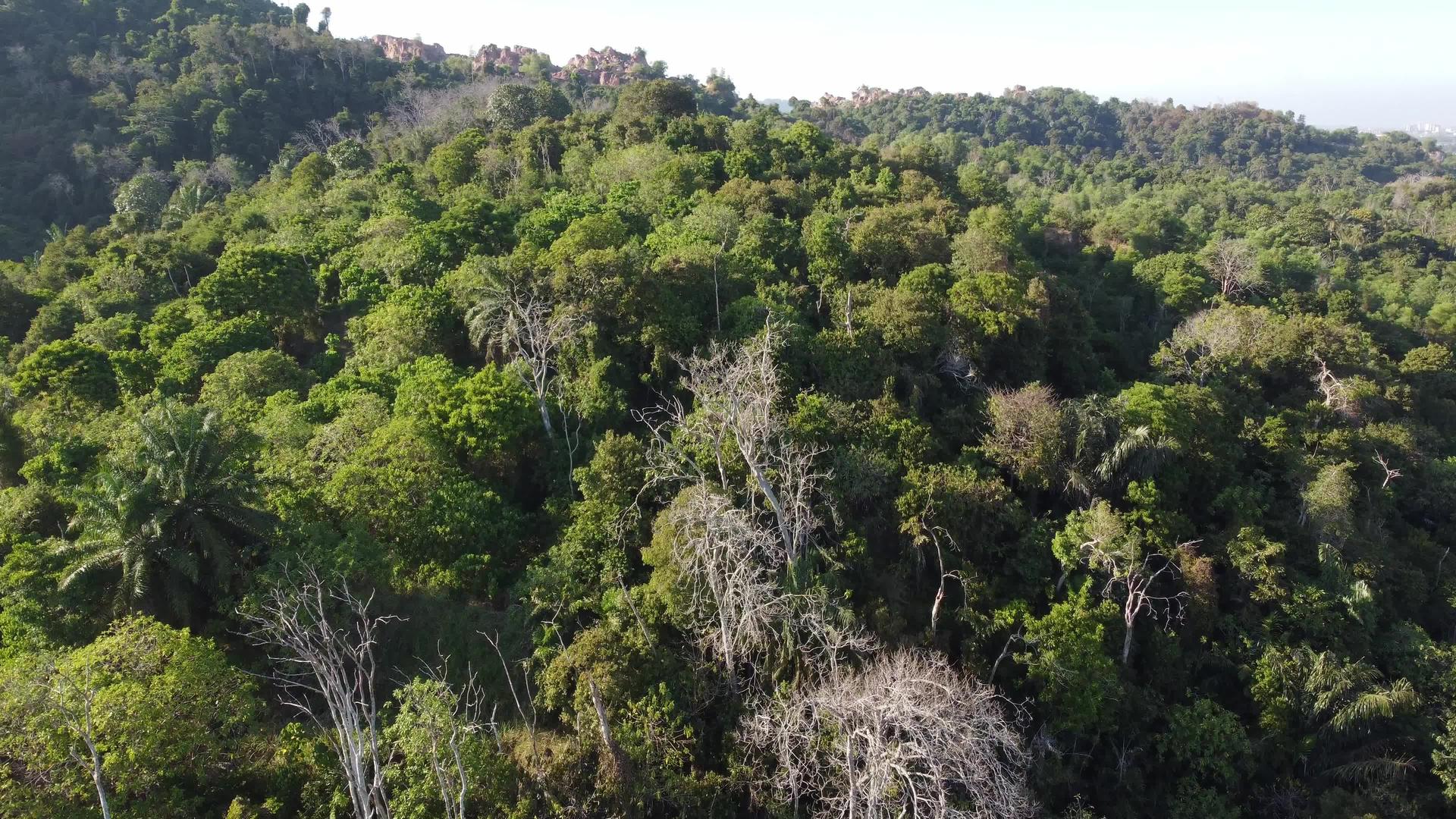一些裸露的树在绿色的雨林视频的预览图