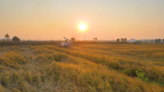 4K航拍丰收季收割机收割稻子视频的预览图