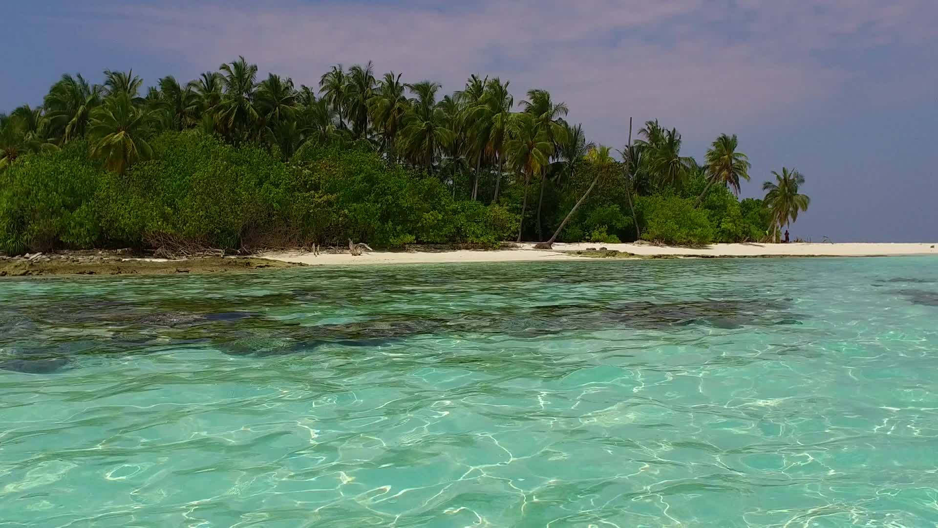 完美的海岸海滩野生动物蓝环礁和浅沙背景视频的预览图
