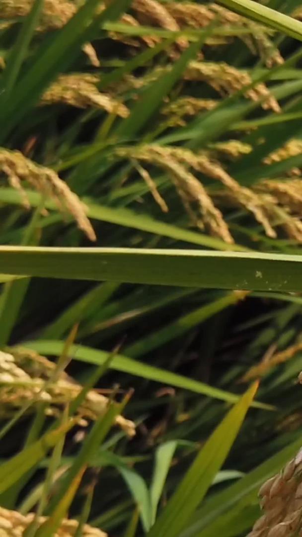农夫手中的稻穗视频的预览图