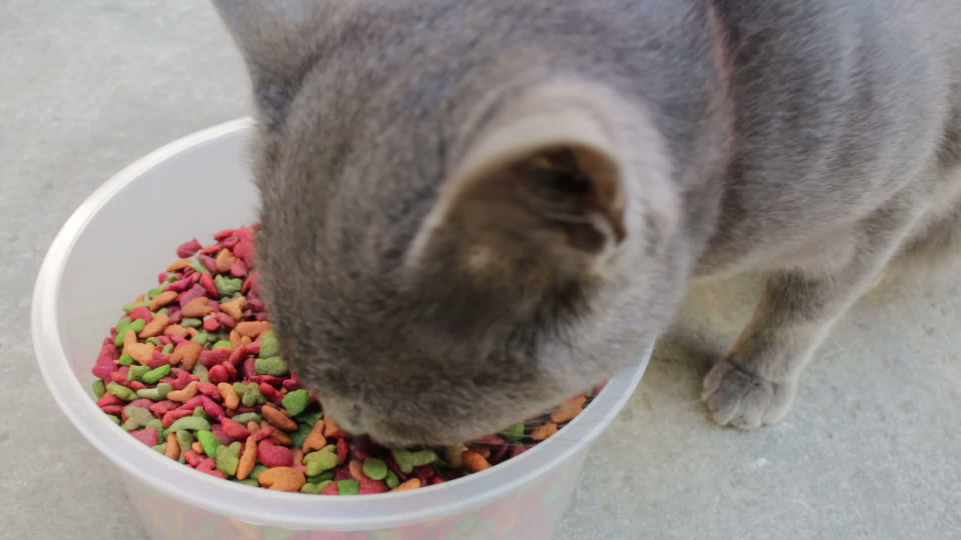 无家可归的灰猫有食物视频的预览图