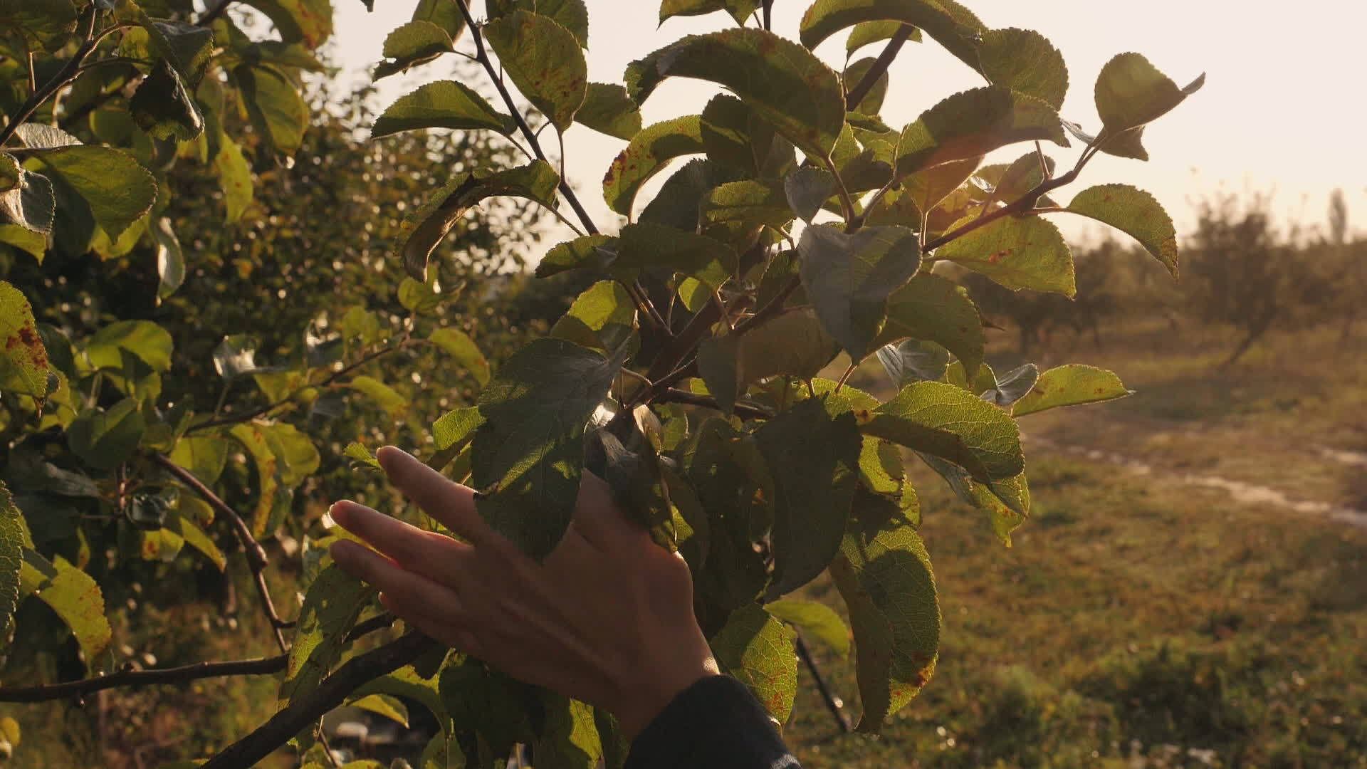 女性触摸苹果叶子的细节视频的预览图