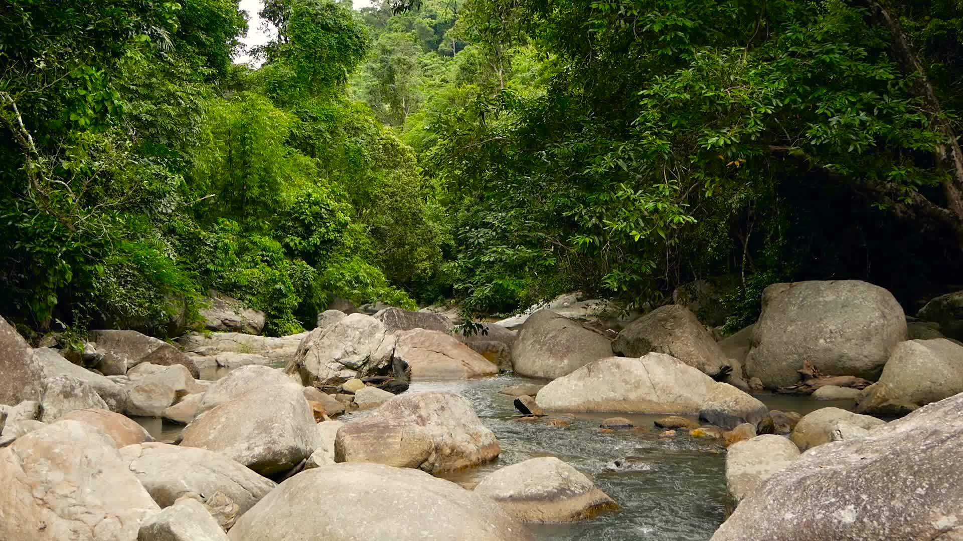 热带外国丛林中的山地河流在雨林中流动视频的预览图