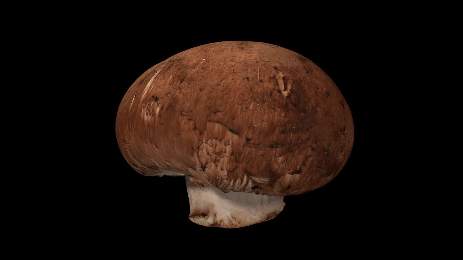 黑色背景的旋转栗子蘑菇02a视频的预览图