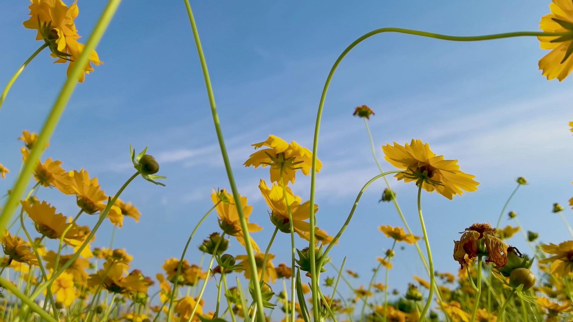 蓝天白云下的野生金鸡菊4K素材视频的预览图