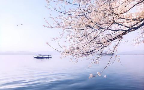 浪漫的西湖樱花时代视频的预览图