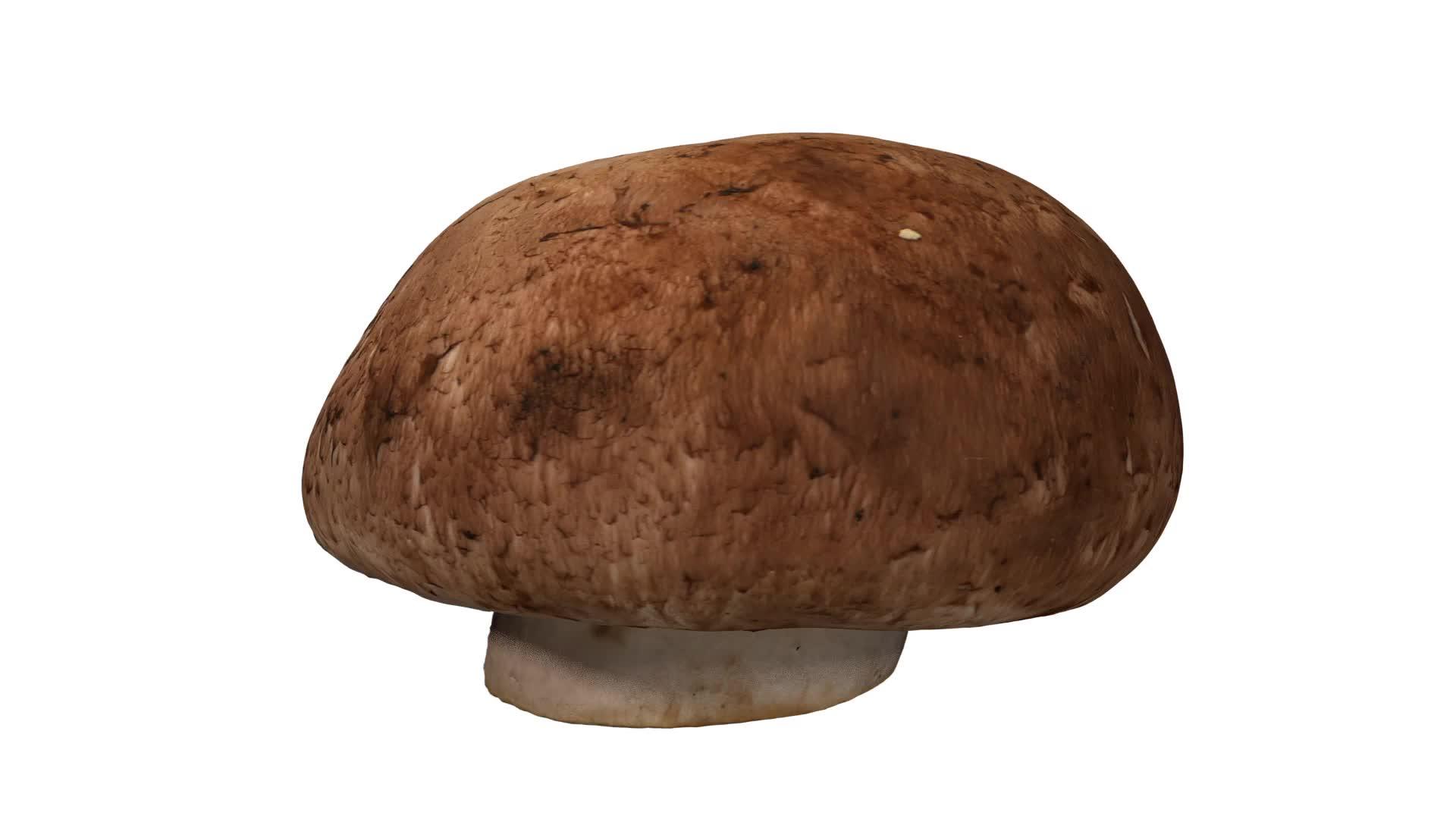 白色背景的旋转栗子蘑菇03a视频的预览图