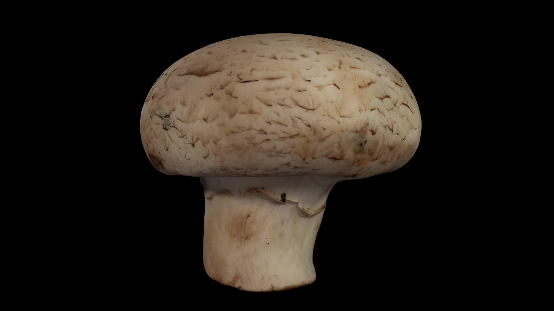 在黑色背景上旋转白色蘑菇08a滚动视频的预览图
