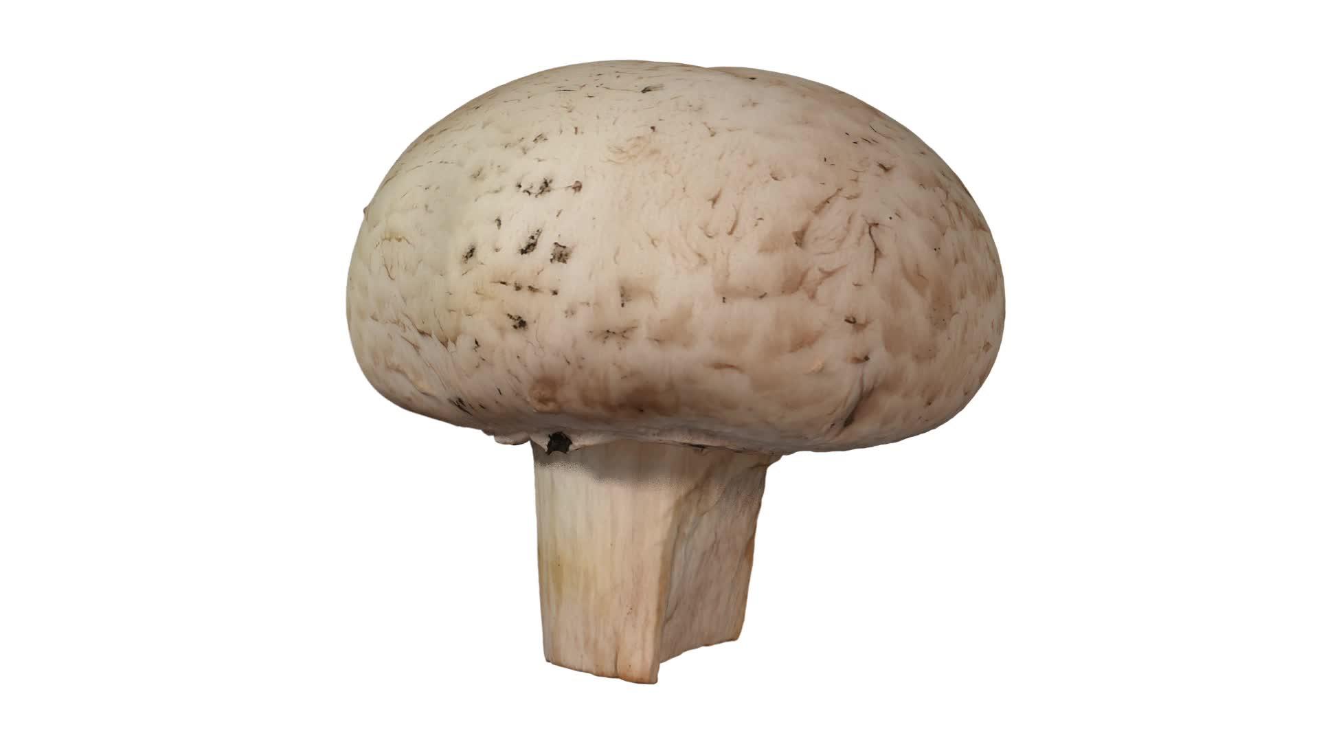 在白色背景04上旋转白色蘑菇视频的预览图