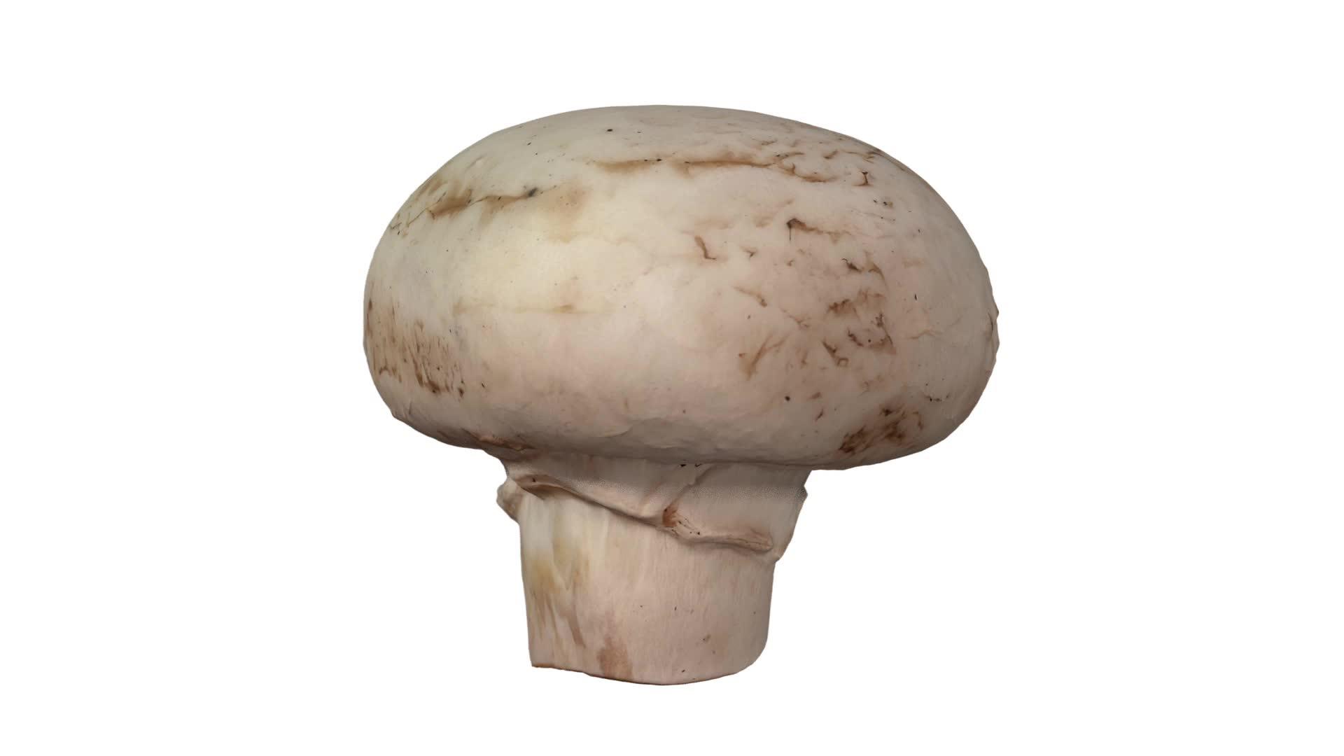 在白色背景11上旋转白色蘑菇视频的预览图