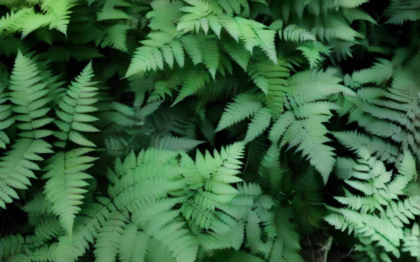 蕨类植物背景视频的预览图