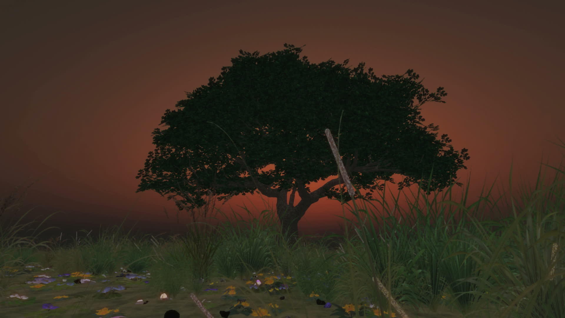 草原上的日出树视频的预览图
