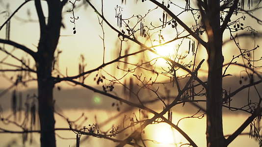 树枝叶上的日出视频的预览图