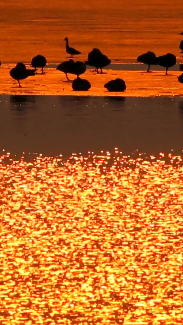 黄金湖面暮光鸭湖视频的预览图