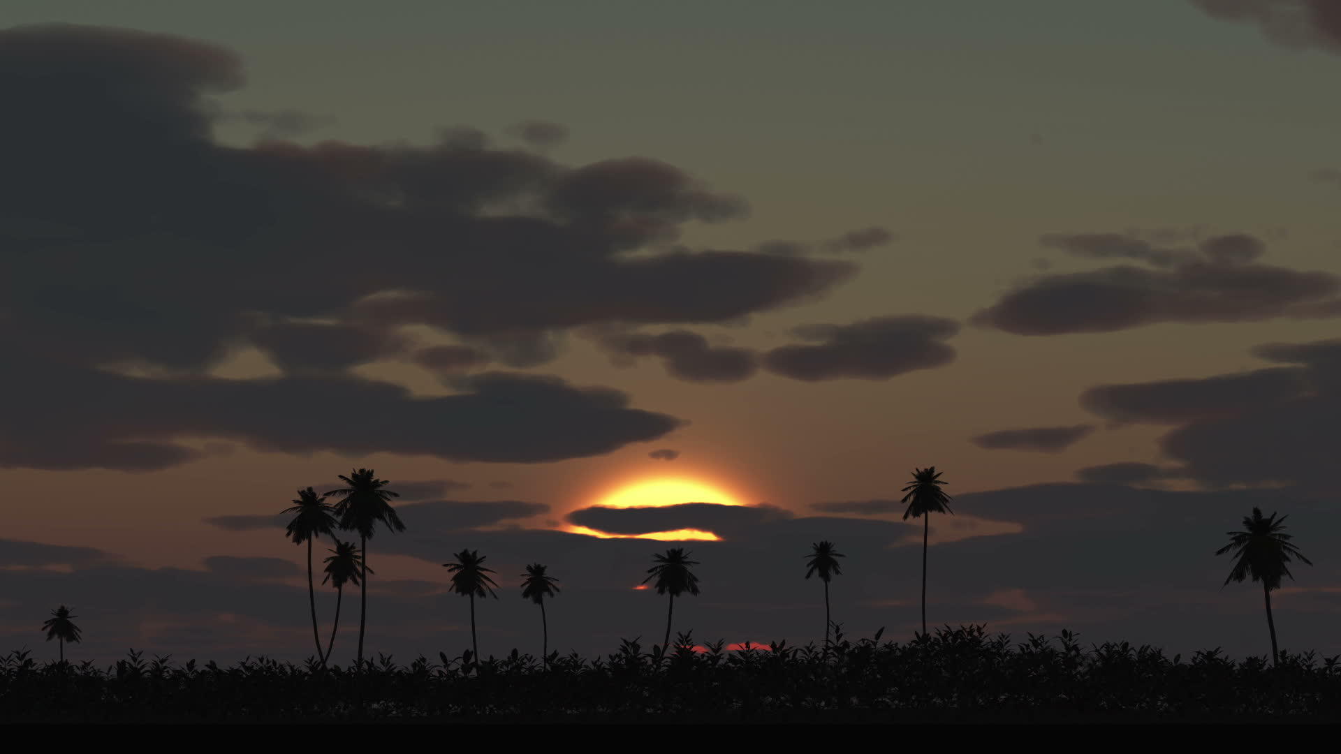 日出在棕榈时间视频的预览图