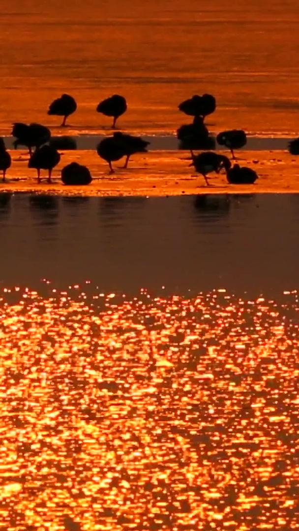 黄金湖面暮光鸭湖视频的预览图