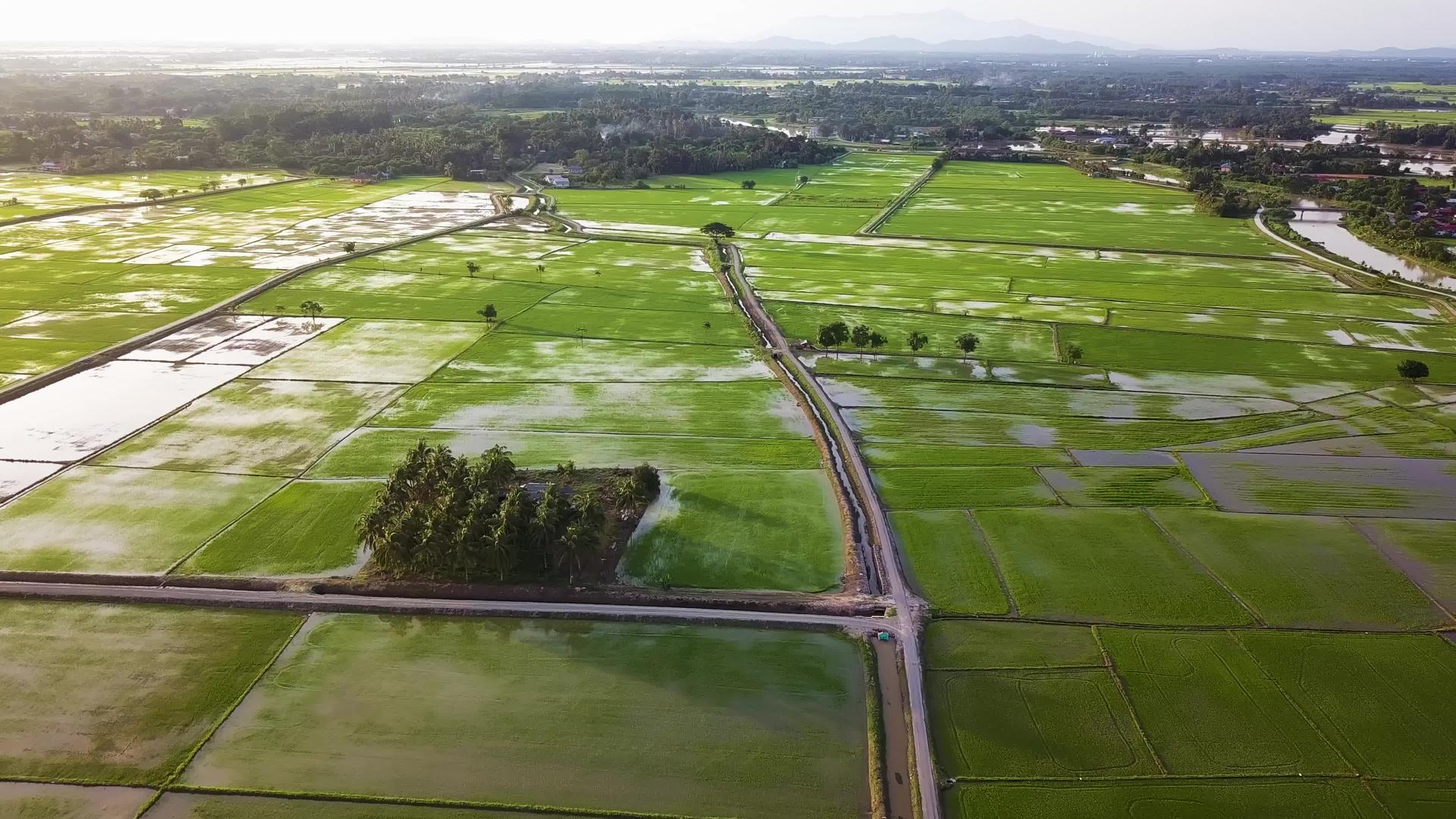 早上日出时在稻田上空飞行视频的预览图
