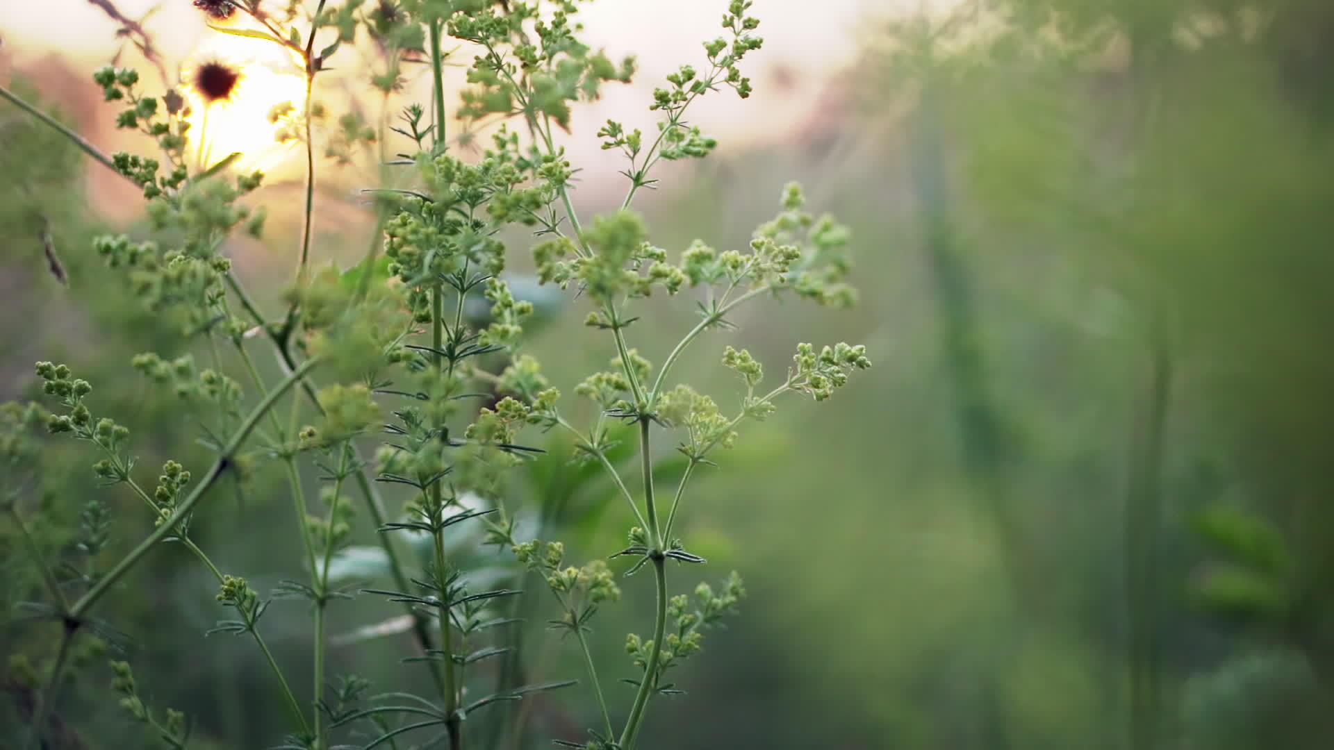 通过绿色植物的日出视频的预览图