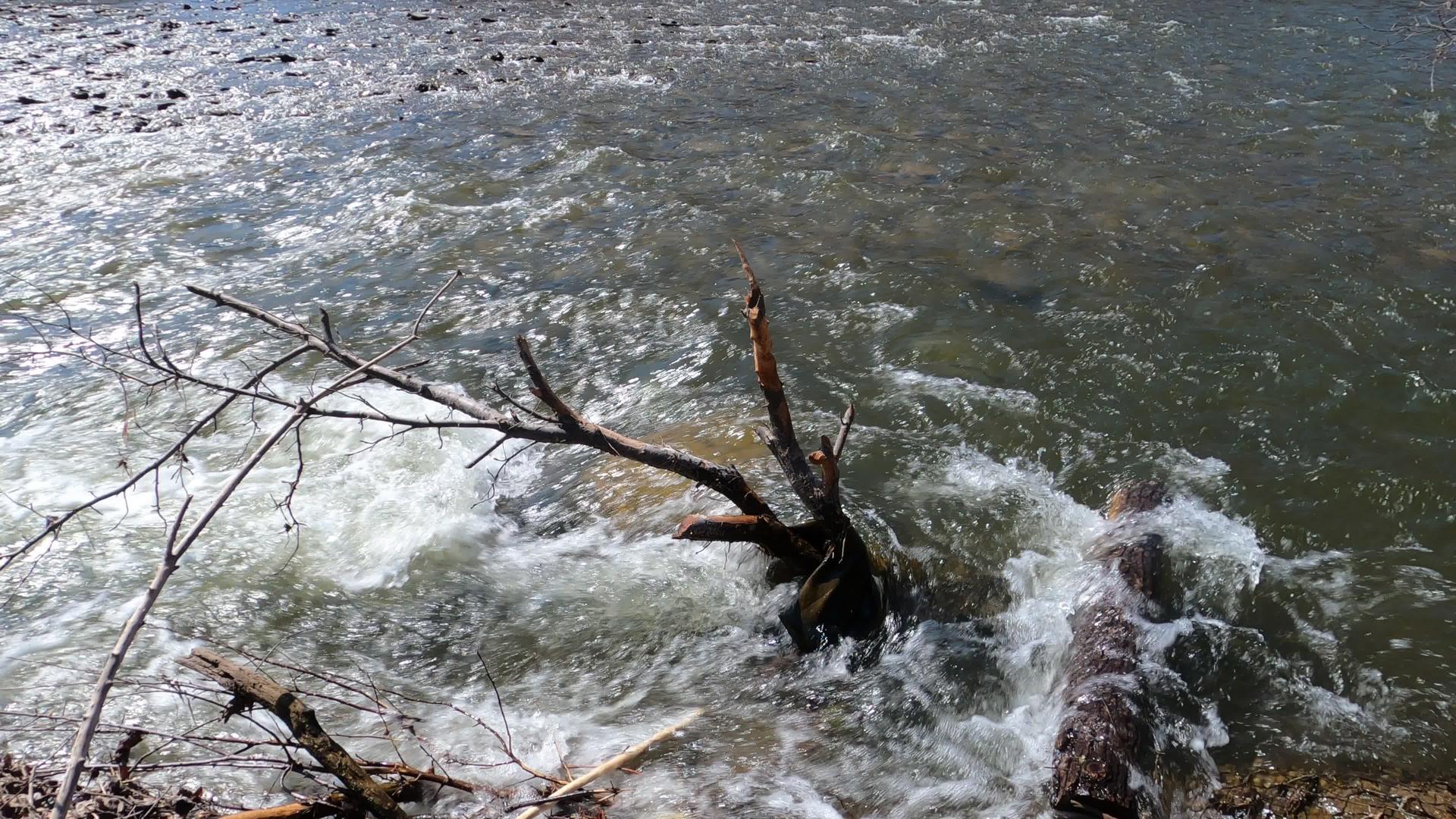 清澈的河水流经白木和树枝视频的预览图