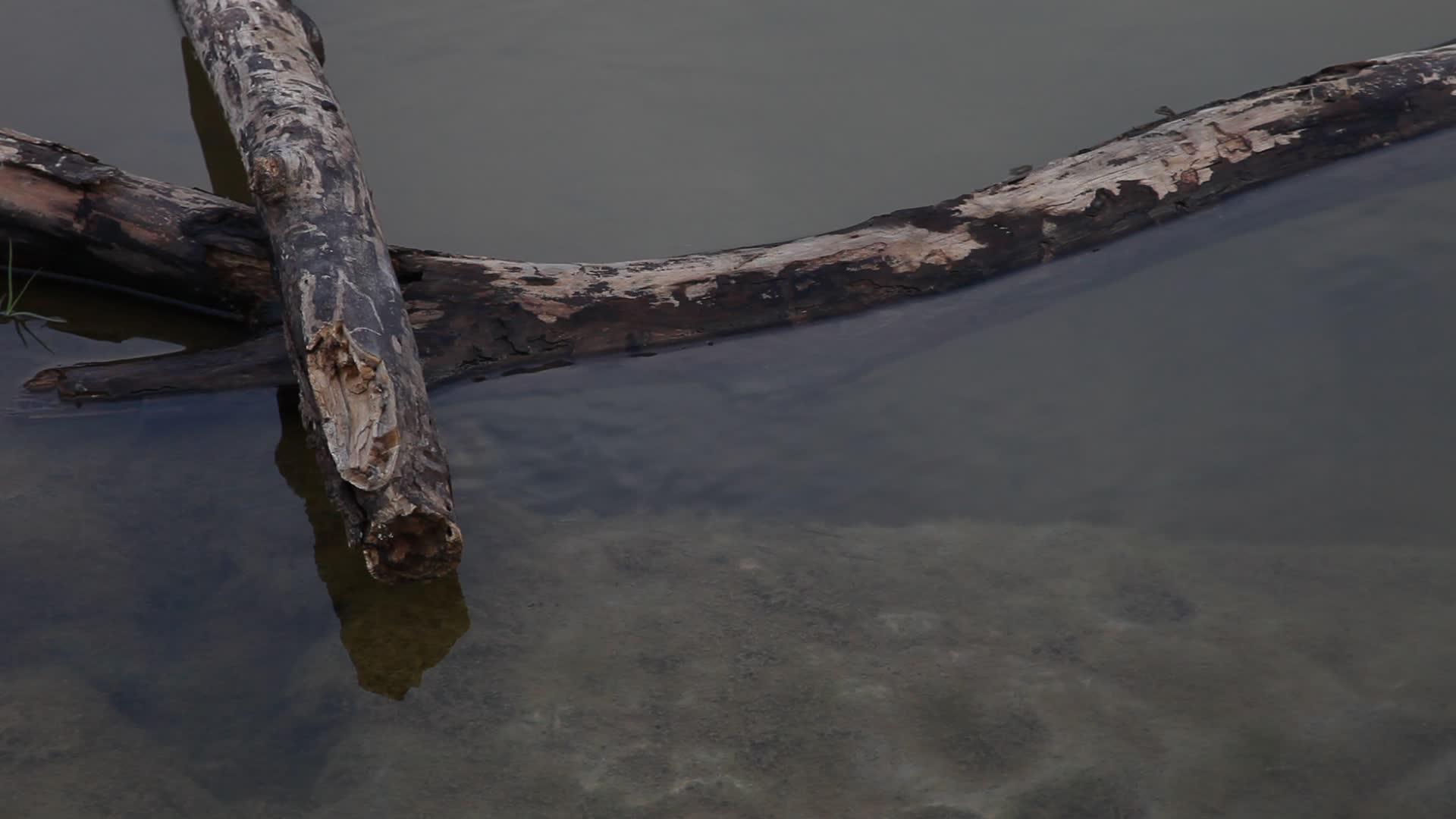 原木在河里视频的预览图