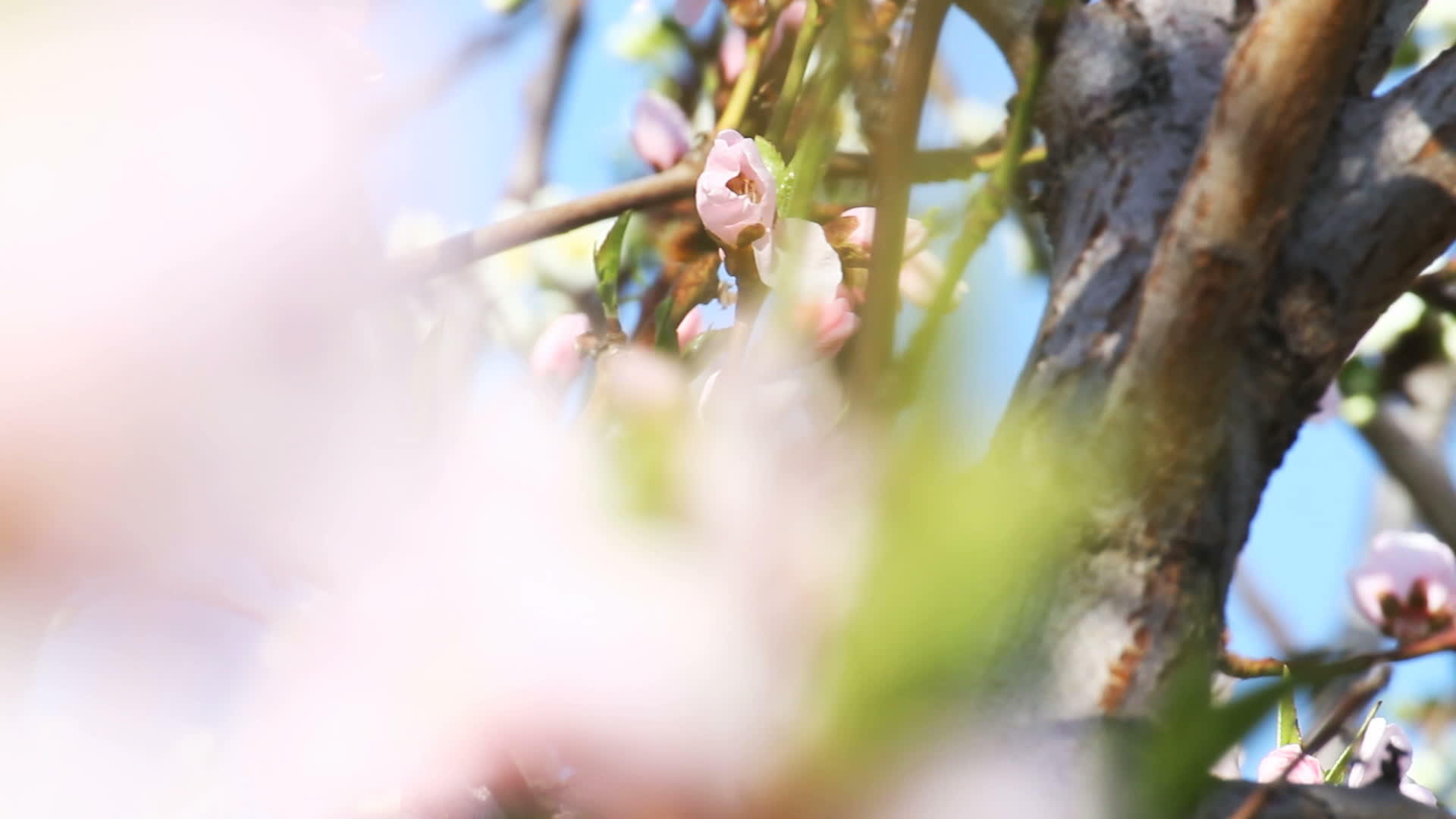 春树花视频的预览图