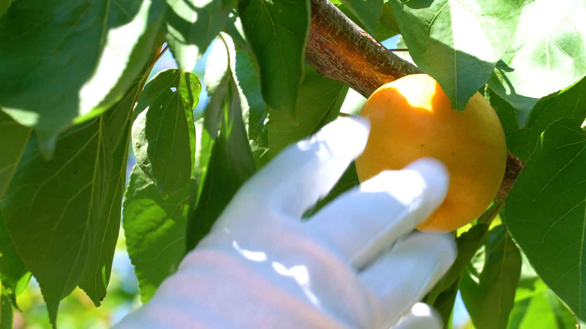 果农采摘杏子实拍4K视频的预览图