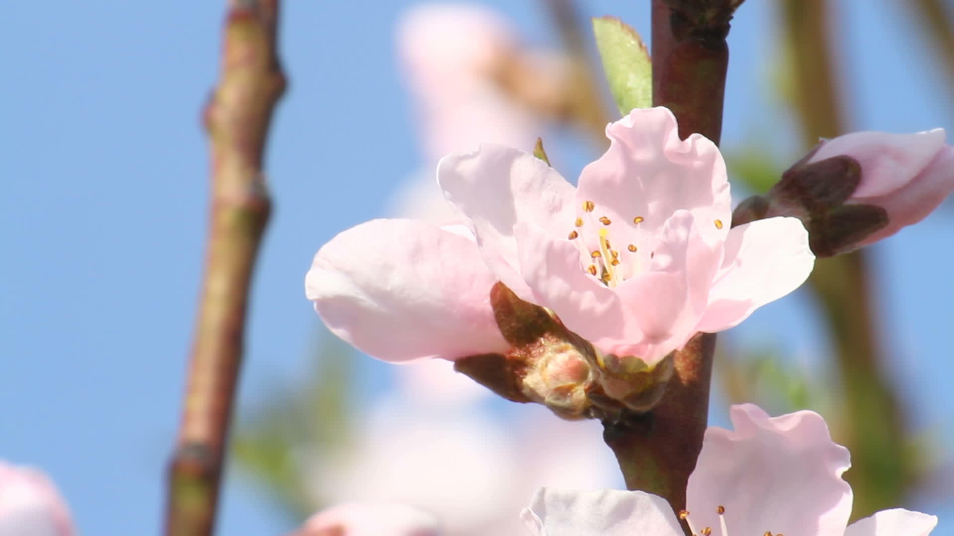春树花视频的预览图