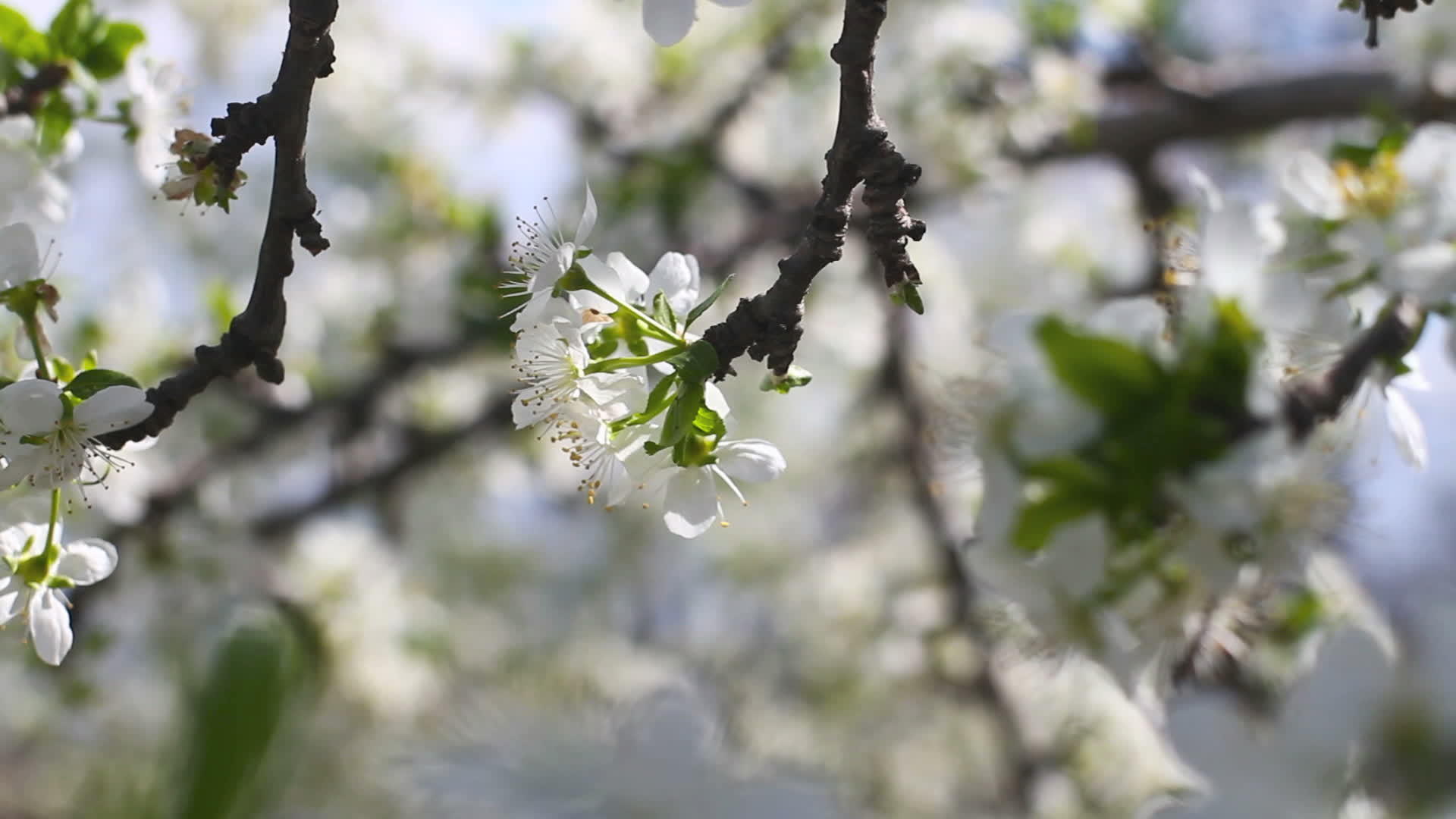 春天樱花在树上视频的预览图