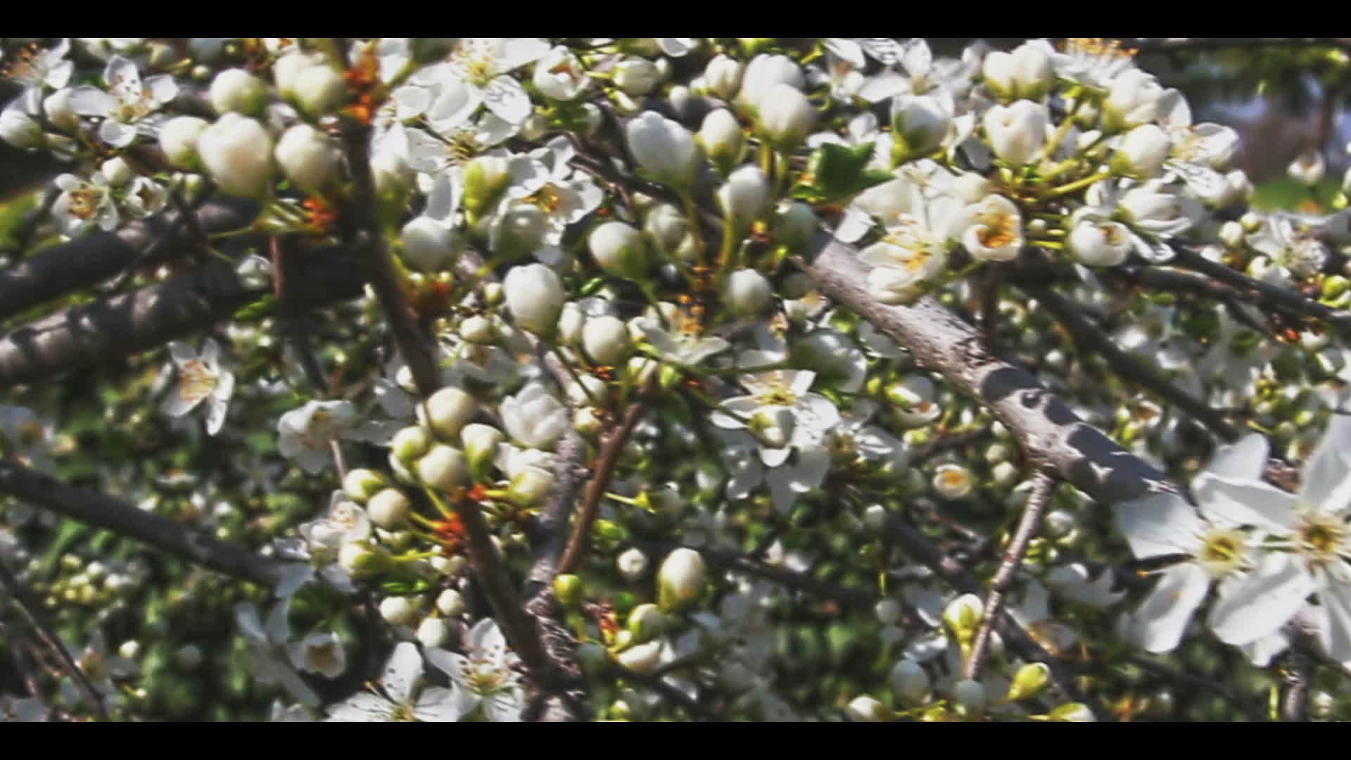 春天樱花在树上视频的预览图