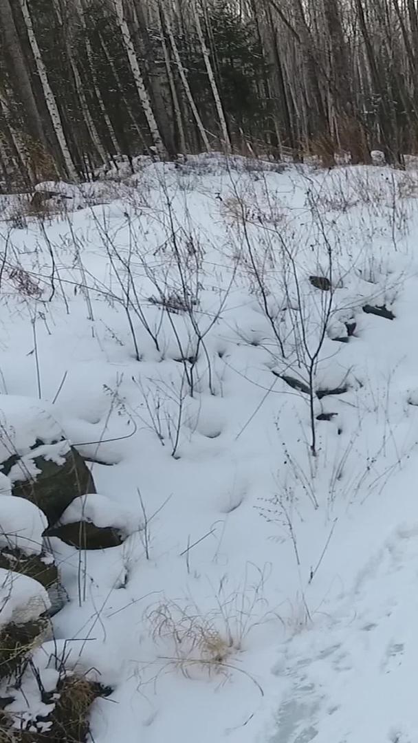 冬季航拍冰雪融化的小溪视频的预览图