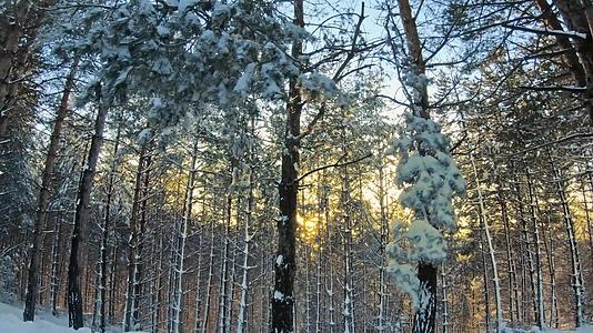 冬天树木之间的日落视频的预览图