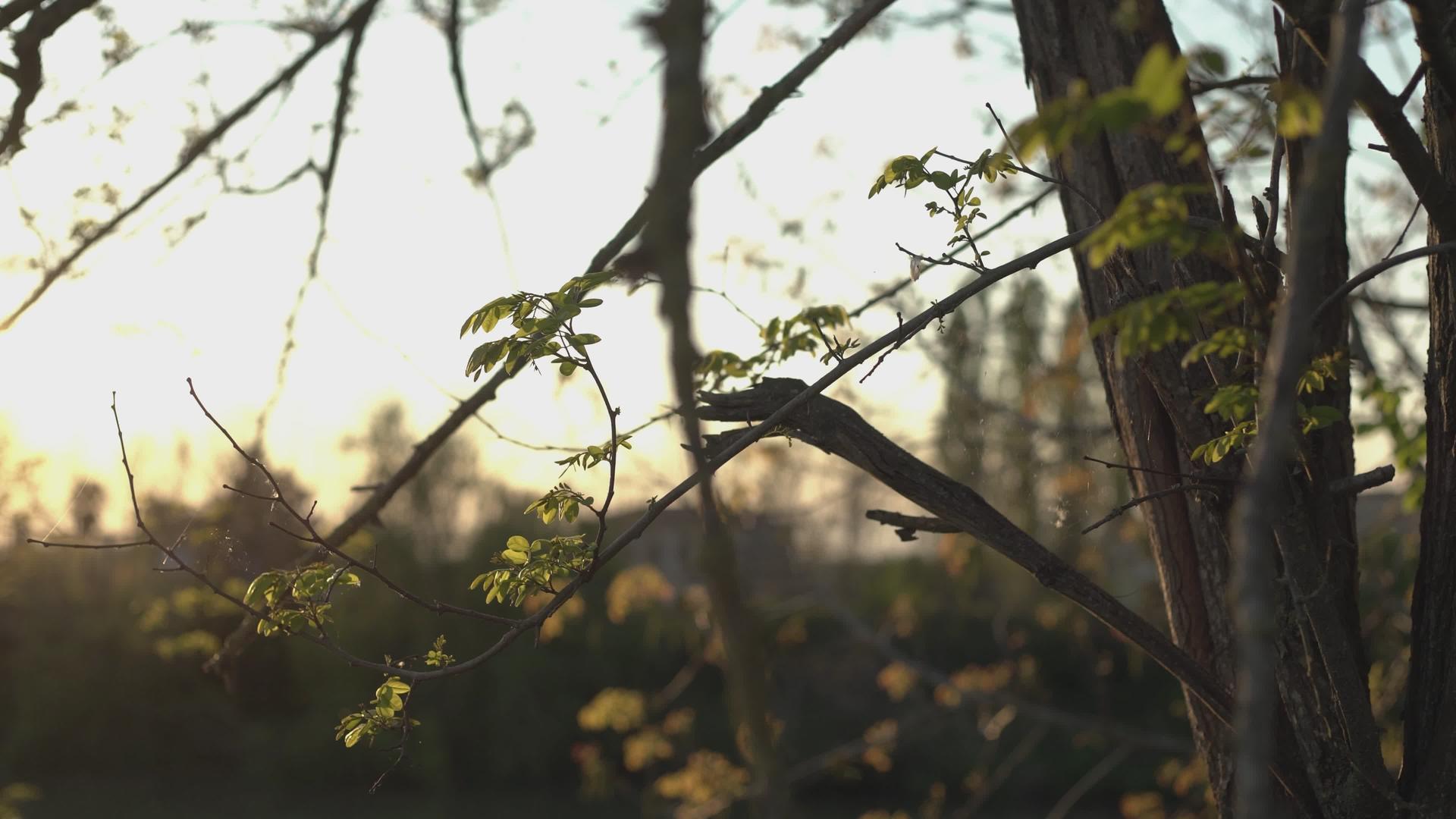 树枝和树叶4之间的日落视频的预览图