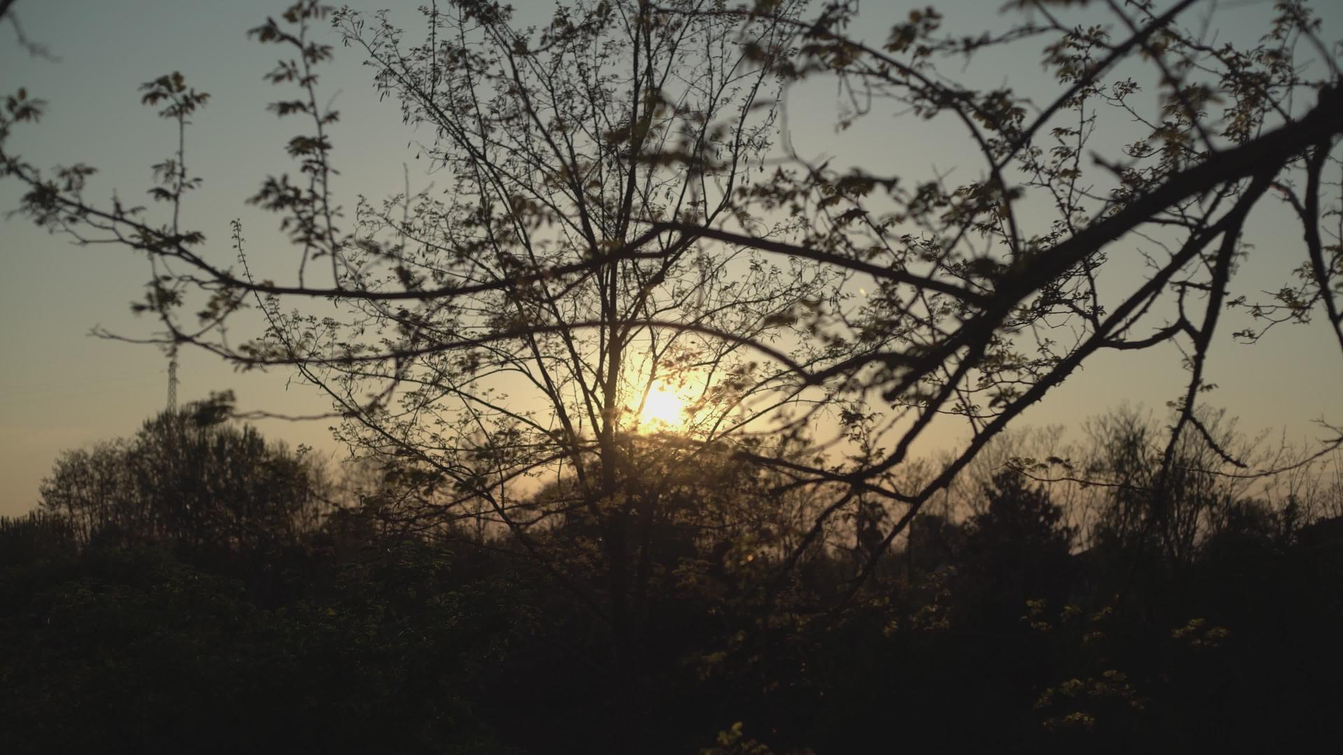 树枝和叶子5之间的日落视频的预览图