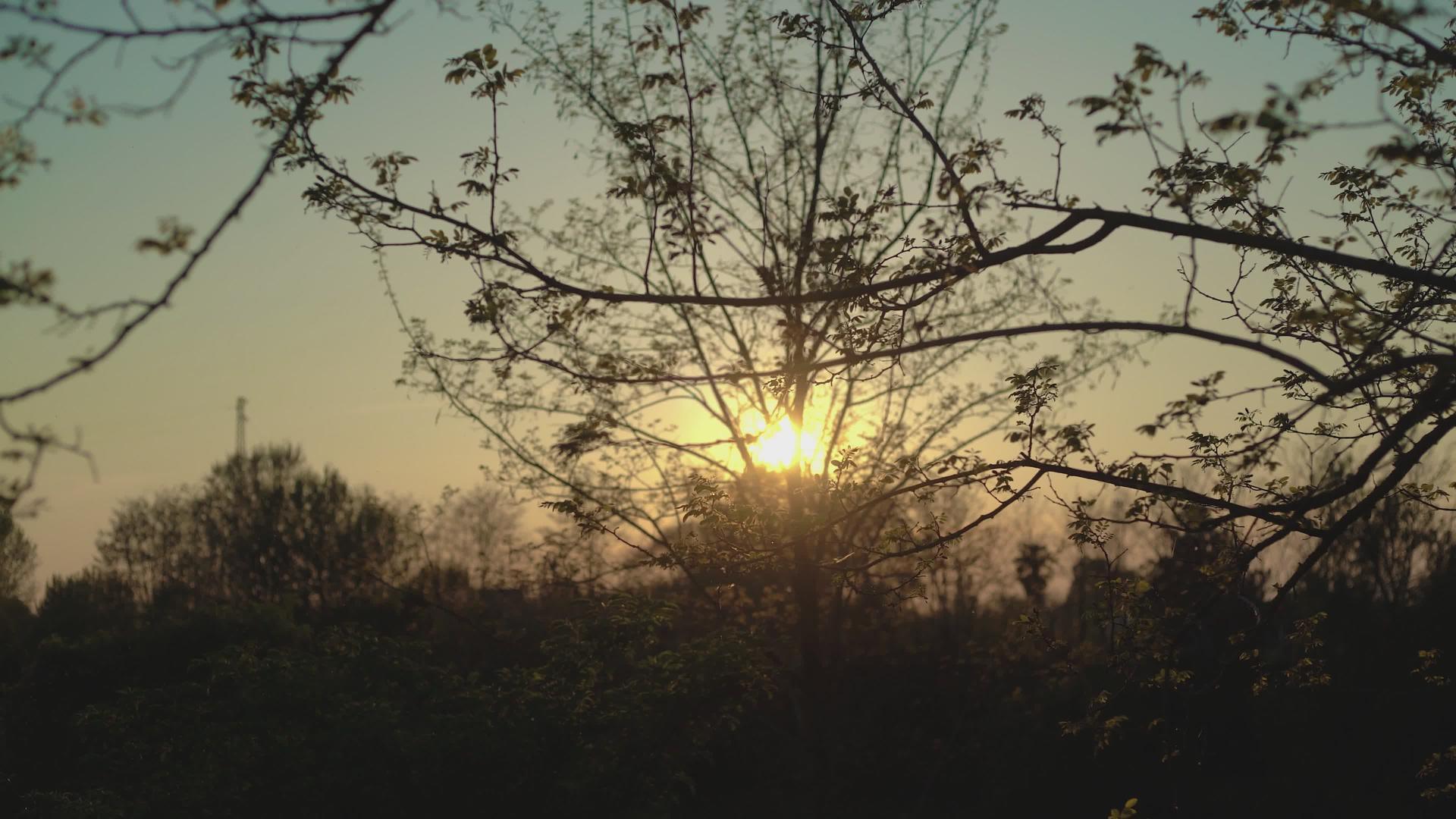 树枝和叶子6之间的日落视频的预览图